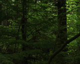 ������� ��������� ������ -  Artbeats - Deep Forest (NTSC)