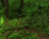 ������� ��������� ������ -  Artbeats - Deep Forest (NTSC)