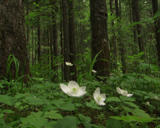 ������� ��������� ������ -  Artbeats - Deep Forest (NTSC)