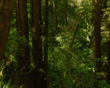 ������� ��������� ������ -  Artbeats - Deep Forest (NTSC)