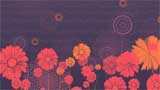    -  Digital Juice Editor's Themekit 40: Flower POP