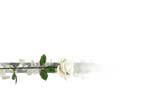    -  Digital Juice Editor's Themekit 123: Roses are White