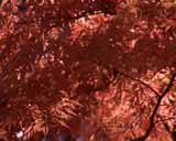 Artbeats - Fall Colors (PAL), ������, �������, �����, ��������