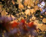 Artbeats - Fall Colors (PAL), ������, �������, �����, ��������