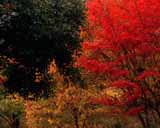 Artbeats - Fall Colors (PAL), , , , 