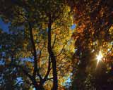 Artbeats - Fall Colors (PAL), ������, �������, �����, ��������