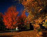 Artbeats - Fall Colors (PAL), , , , 