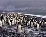 Artbeats - Penguins (V-Line) (NTSC), , , , 