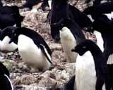 Artbeats - Penguins (V-Line) (NTSC), , , , 