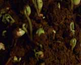 Artbeats - Timelapse Plants, ������, �������, �����, ��������
