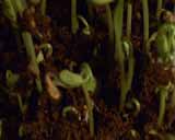 Artbeats - Timelapse Plants, ������, �������, �����, ��������