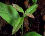 Artbeats - Timelapse Plants, ������, �������, �����, ��������
