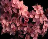 Artbeats - Timelapse Plants, ������, �������, �����, ��������