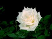 Artbeats - Timelapse Flowers 2, ������, �������, �����, ��������