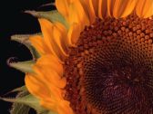 Artbeats - Timelapse Flowers 2, ������, �������, �����, ��������