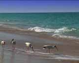 ArtBeats - Florida Beaches (V-Line) (NTSC), , , , 