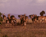 Artbeats - African Animals (NTSC), , , , 