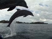 Artbeats - Dolphins (V-Line), ������, �������, �����, ��������