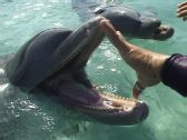 Artbeats - Dolphins (V-Line), ������, �������, �����, ��������