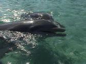Artbeats - Dolphins (V-Line), ������, �������, �����, ��������