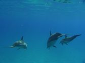 Artbeats - Dolphins (V-Line), ������, �������, �����, ��������