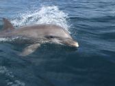 Artbeats - Dolphins (V-Line), ������, �������, �����, ��������