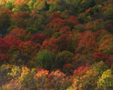 Artbeats - Fall Colors 2 (NTSC), ������, �������, �����, ��������