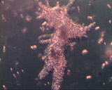 Artbeats - Microbes PAL, ������, �������, �����, ��������