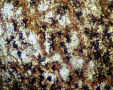 Artbeats - Microbes PAL, ������, �������, �����, ��������