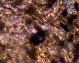 Artbeats - Microbes PAL, ������, �������, �����, ��������