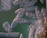 Artbeats - Microbes PAL, ������, �������, �����, ��������