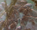 Artbeats - Microbes PAL, ������, �������, �����, ��������