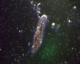 Artbeats - Microbes PAL, ������, �������, �����, ��������