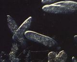 Artbeats - Microbes PAL, ������, �������, �����, ��������