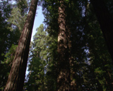 Artbeats - Deep Forest (NTSC), ������, �������, �����, ��������