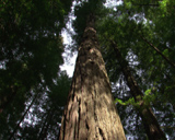 Artbeats - Deep Forest (NTSC), ������, �������, �����, ��������