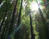 Artbeats - Deep Forest (NTSC), ������, �������, �����, ��������