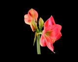 Artbeats - Grow HD Vol.1, Vol.1 NTSC, ������, �������, �����, ��������