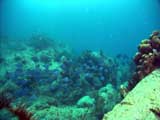 Artbeats - Nature Underwater HD, , , , 