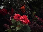 Artbeats - Ultra Nature, ������, �������, �����, ��������