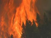 Artbeats - Forest Fire (V-Line), ������, �������, �����, ��������