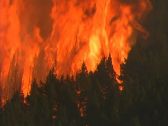 Artbeats - Forest Fire (V-Line), ������, �������, �����, ��������