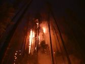 Artbeats - Forest Fire (V-Line), ������, �������, �����, ��������