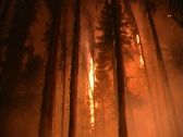 Artbeats - Forest Fire (V-Line), , , , 