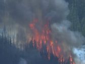 Artbeats - Forest Fire (V-Line), ������, �������, �����, ��������