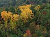 Artbeats - Fall Color Aerials, ������, �������, �����, ��������