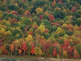 Artbeats - Fall Color Aerials, , , , 
