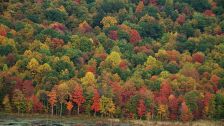 Artbeats - Fall Color Aerials HD, ������, �������, �����, ��������