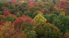Artbeats - Fall Color Aerials HD, ������, �������, �����, ��������