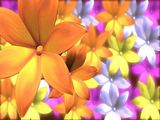 ActionBacks Wedding Motion vol.7, ������, �������, �����, ��������
